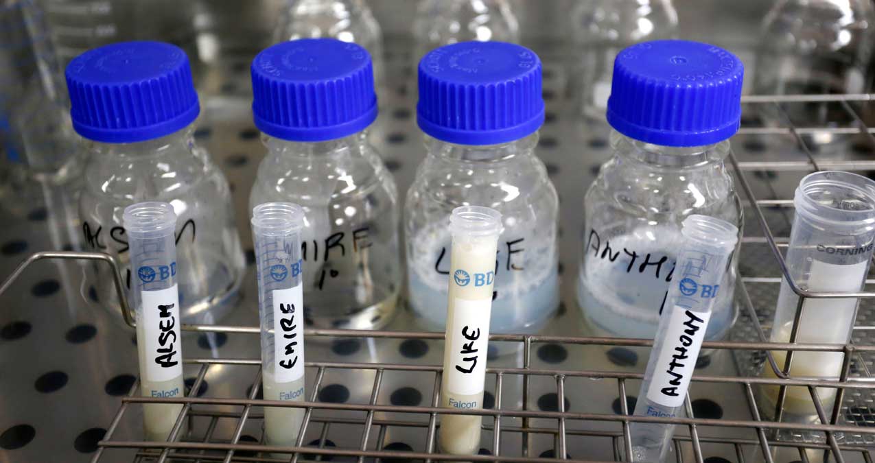 Probetas de un proyecto de ganadería en un centro científico de León. | ICAL