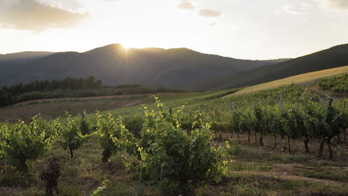 La bodega cuenta con dos viñedos, San Miguel y Lamas del Picón, en los que crece la uva que da cuerpo a sus vinos. | L.N.C.