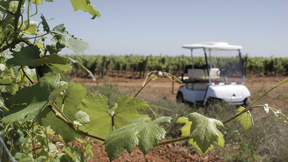 ‘Tapeo y paseo’, ‘Cata en viñedo’ y ‘Picnic’ son las tres propuestas de la bodega para que el público la conozca. | L.N.C.