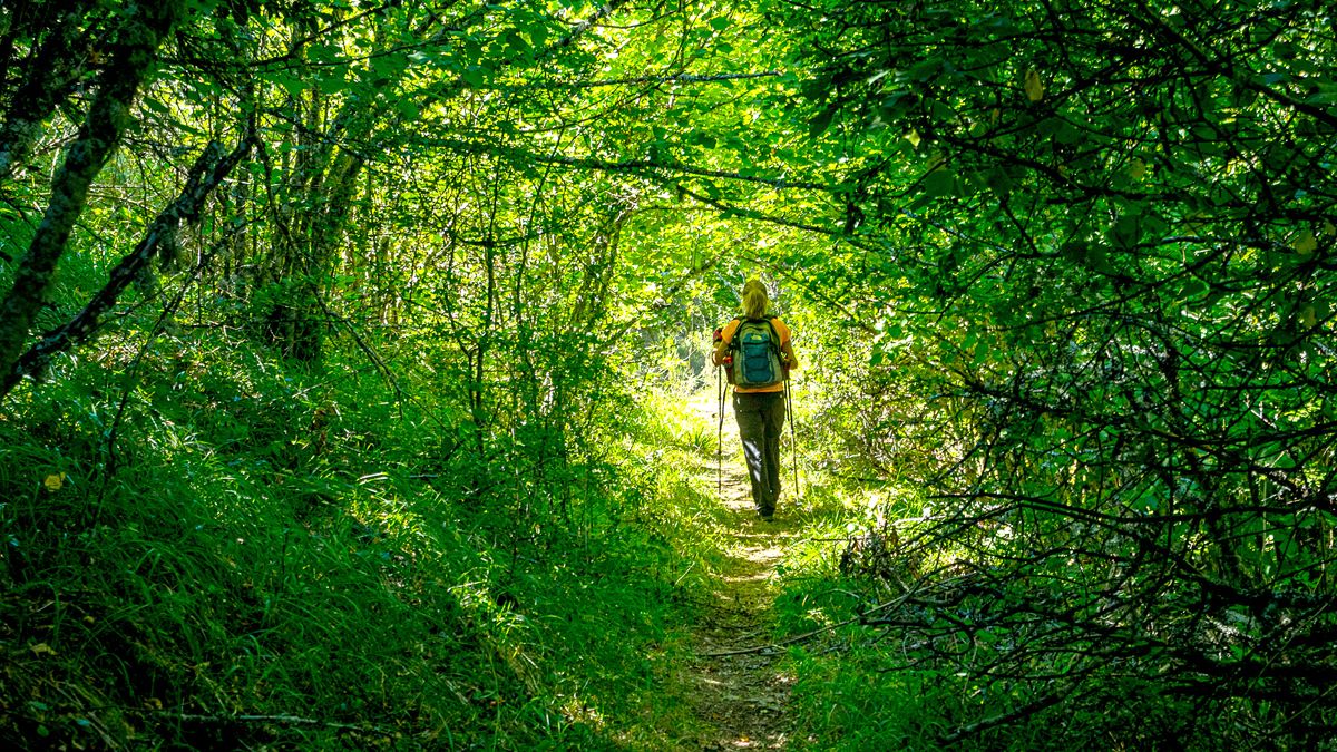 El camino entre el bosque. | VICENTE GARCÍA