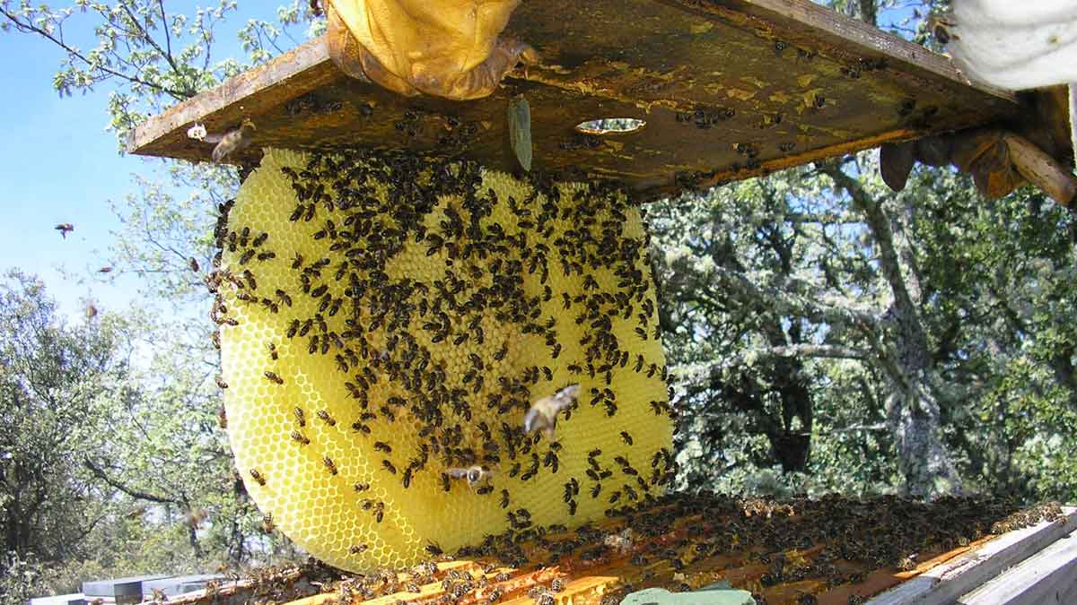 Un operario trabajando sobre una colmena de la consultora.