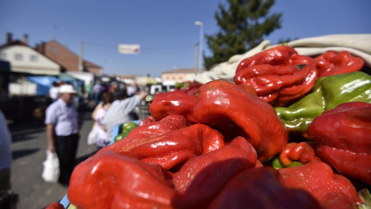 El pimiento vuelve a protagonizar esta arraigada muestra. | SAÚL ARÉN