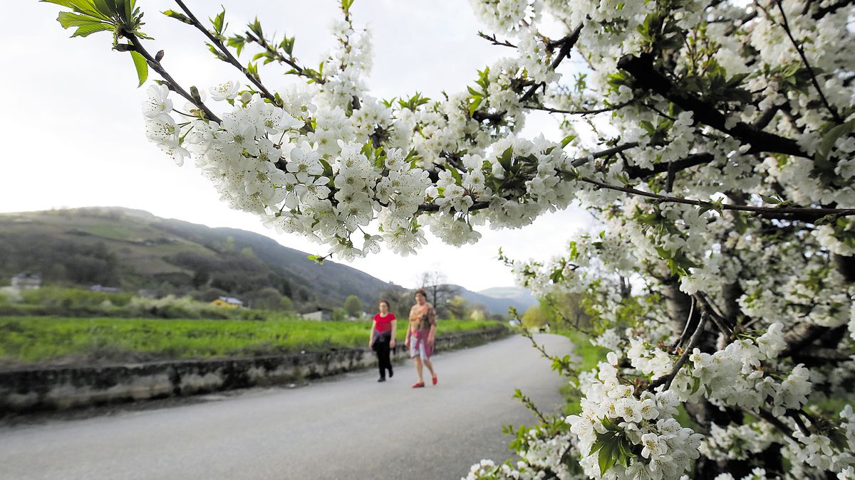 Cerezos en flor en Coullón. | Ical