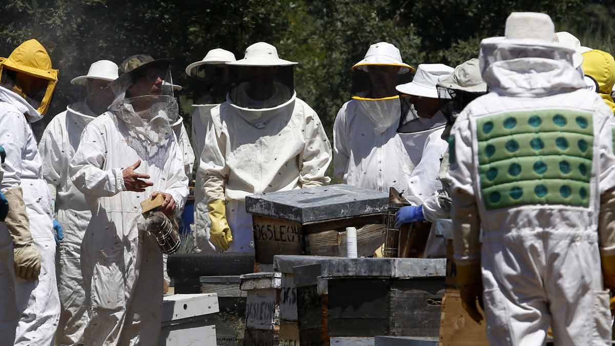 El apicultor francés Gilles Fert, imparte un curso de cría de abejas reina en Sueros de Cepeda. | CARLOS S. CAMPILLO (ICAL)