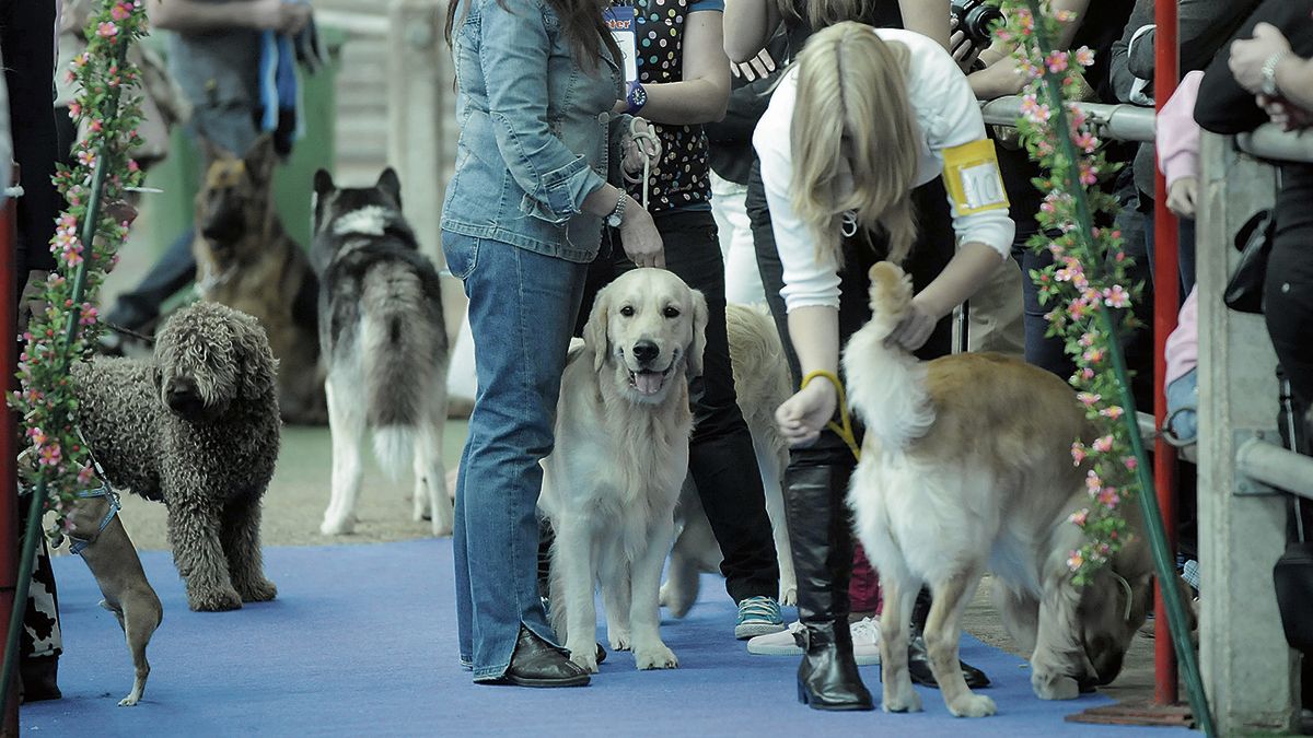 Cada vez son más los alojamientos que permiten la entrada de mascotas y que ofrecen a sus clientes servicios para ellas. | MAURICIO PEÑA