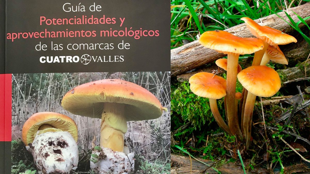 Portada de la guía con todos los recursos micológicos de Cuatro Valles. | L.N.C.