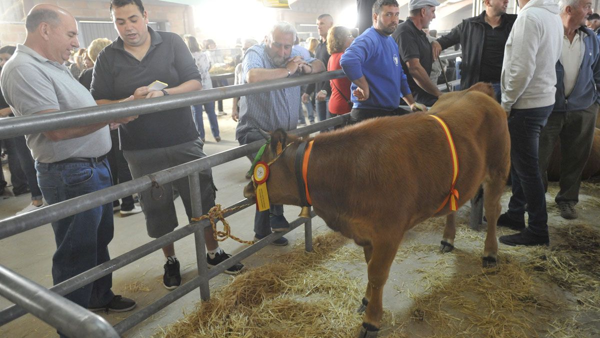 El recinto ferial acogerá exhibición y mercado de ganado, manteniendo la esencia de la Feriona. | DANIEL MARTÍN El recinto ferial acogerá exhibición y mercado de ganado, manteniendo la esencia de la Feriona. | DANIEL MARTÍN
