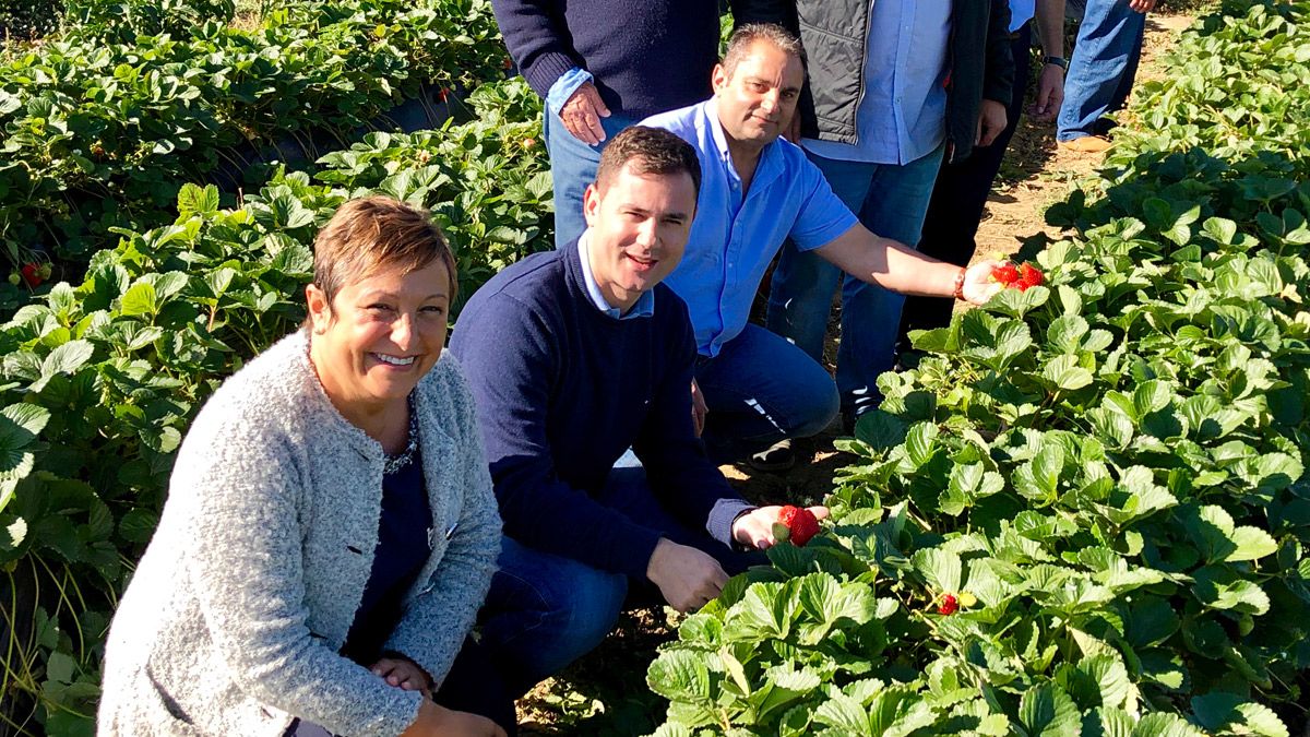 Visita de los candidatos del PSOE a una plantación de fresas en Almanza. | L.N.C.