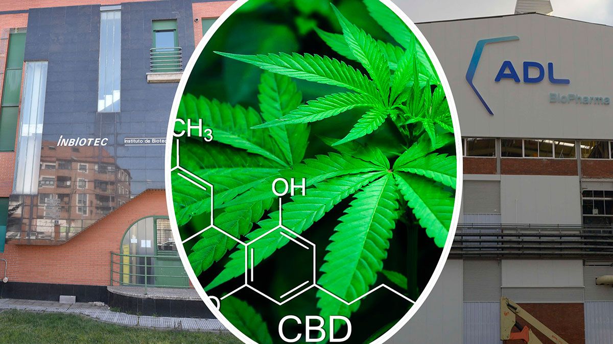 imagen-adl-inbiotec-cannabis-10102019.jpg