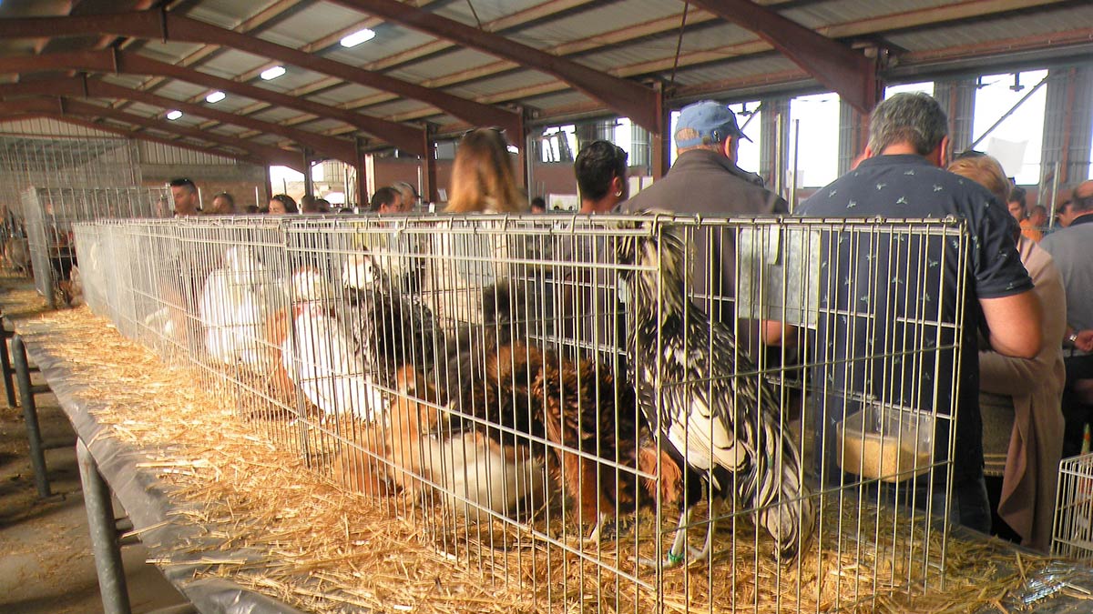 Detalle de la muestra de gallinas de rana en el recinto ferial. | E. NIÑO