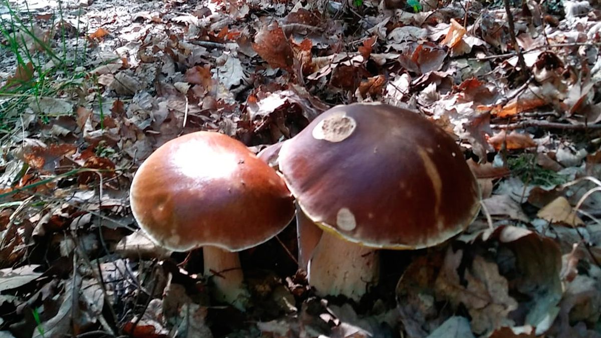 Unas de las primeras setas escondidas a la espera de que las lluvias las multipliquen. | CANTHARELLUS