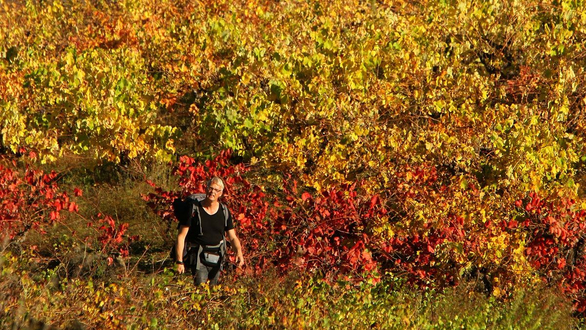 La ruta recorría, por primera vez, vides de Villafranca del Bierzo. | ICAL