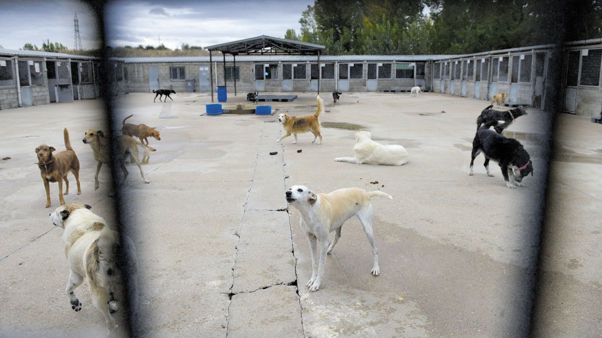 Tres empleados mantienen las instalaciones en las que se cuida a los animales hasta que se dan en adopción. | MAURICIO PEÑA
