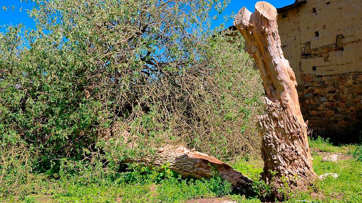 Uno de los árboles perdido, el sabugueiro de Magaz. | L.N.C.