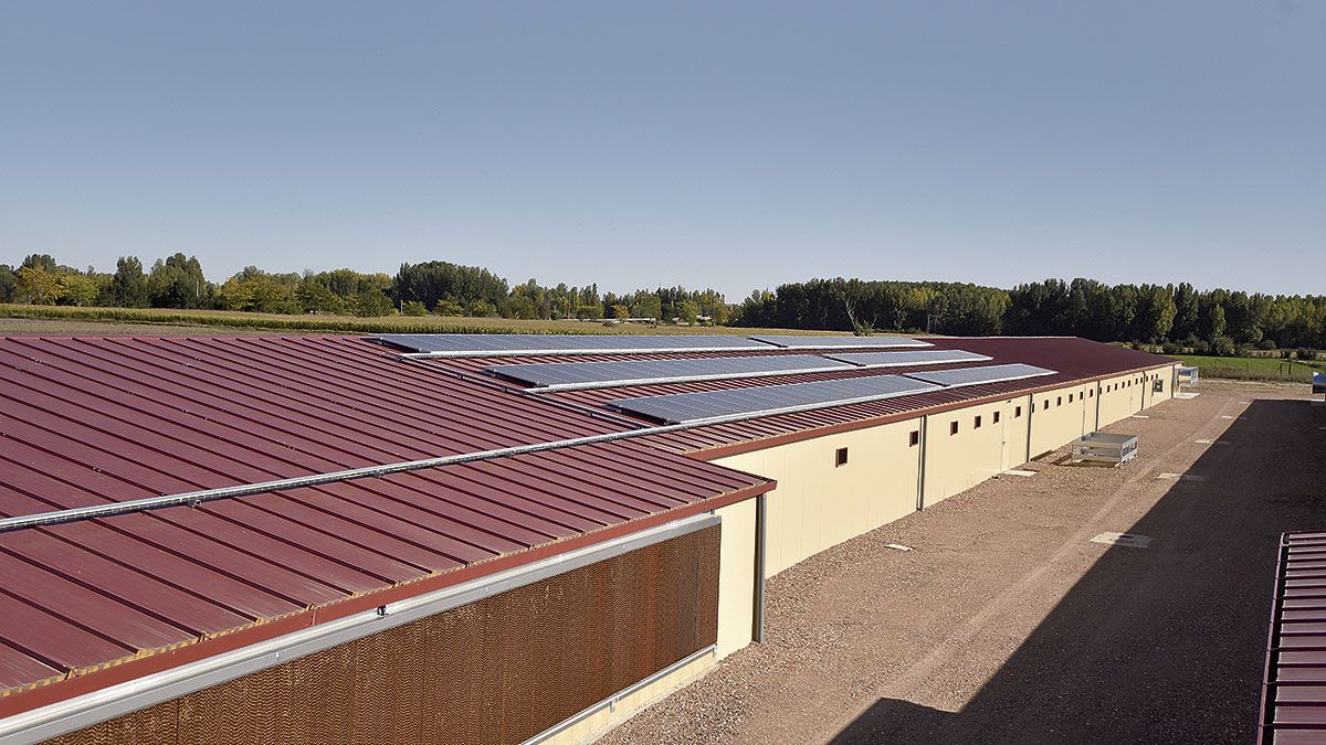 Las placas fotovoltaicas en uno de los tejados de la pionera explotación Ganadería Avícola San Miguel.  | SAÚL ARÉN