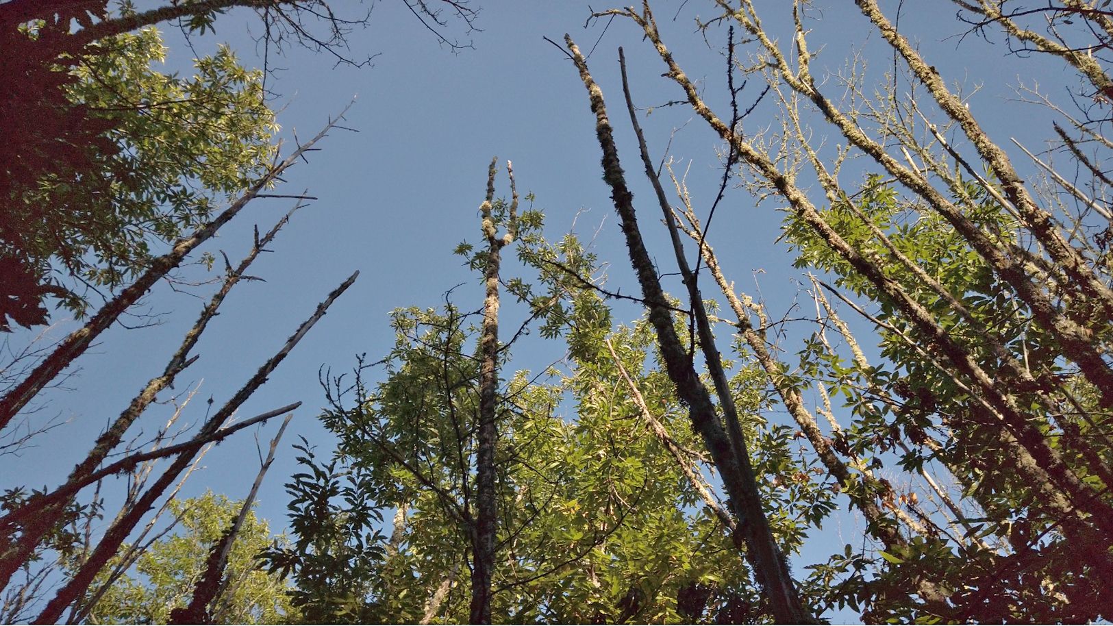Imagen de algunos árboles del soto de Villar de los Barrios.