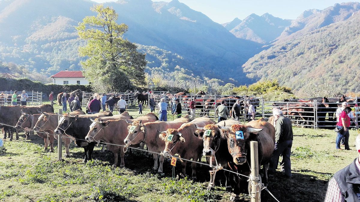 El ganado será uno de los alicientes para acercarse al recinto ferial. | L.N.C.