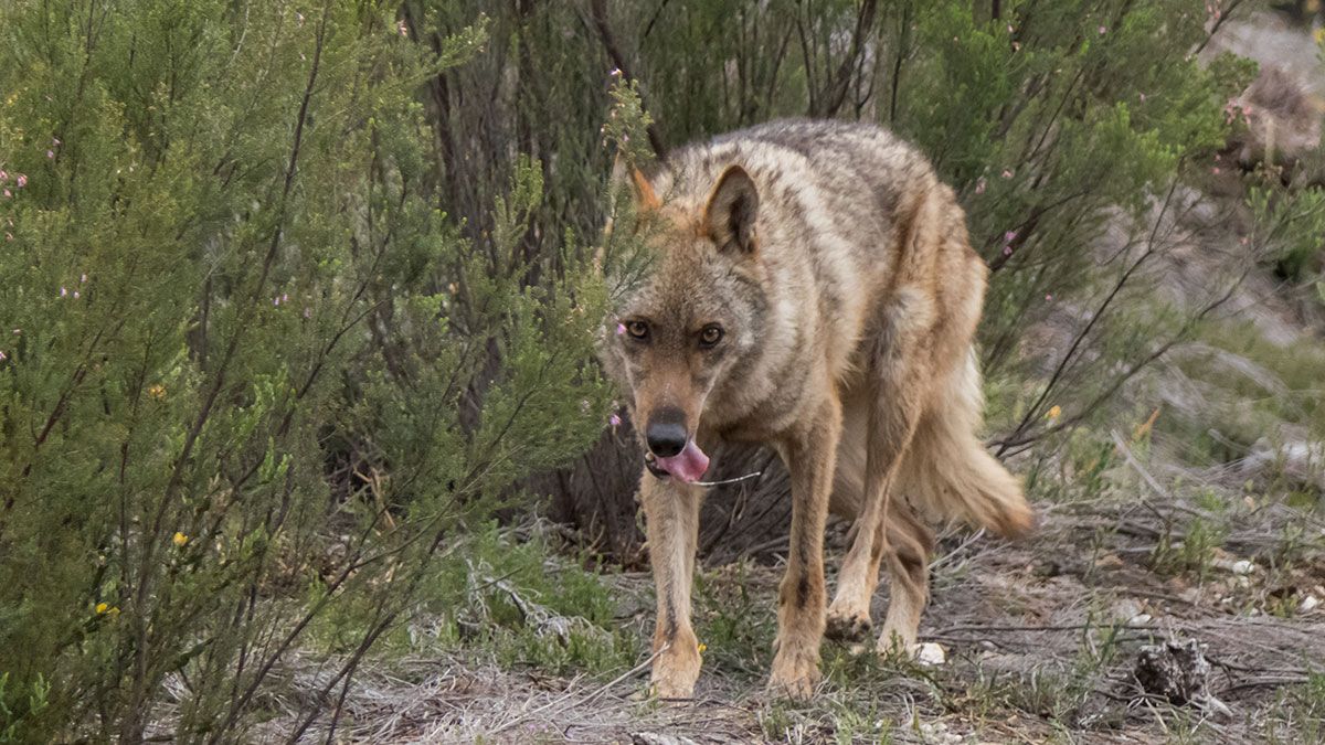 El ternero, de unos seis días, no fue la única pérdida de este ganadero salmantino, ya que también atacaron a sus ovejas. | ICAL