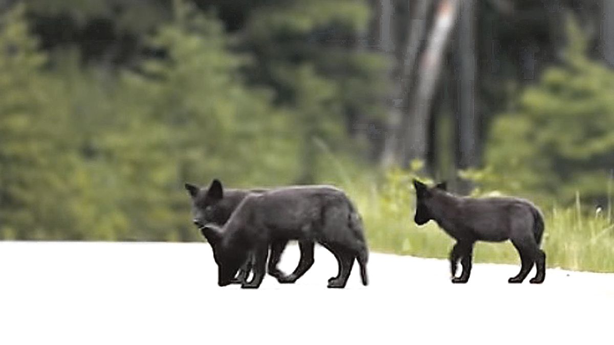 El lobo ha sido tradicionalmente una de las grandes leyendas de la naturaleza, ahora Manuel González aporta su personal visión de este animal.