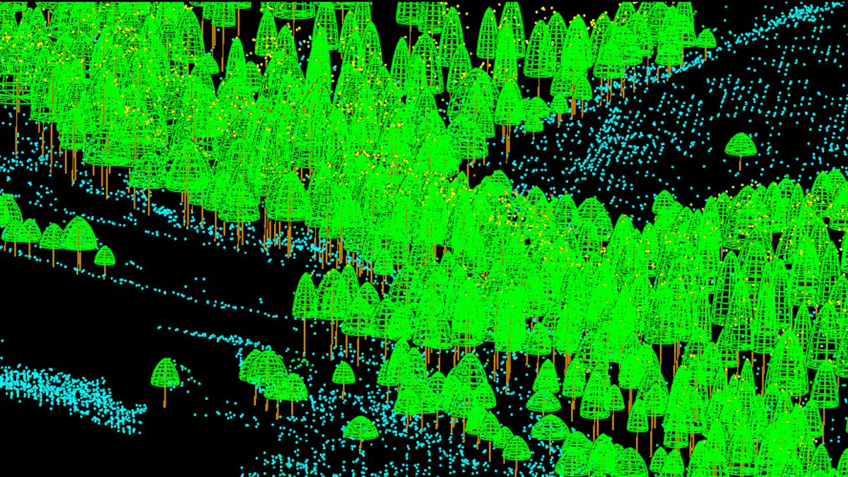 Imagen de un bosque captada con el sistema LiDar aéreo. | ULE