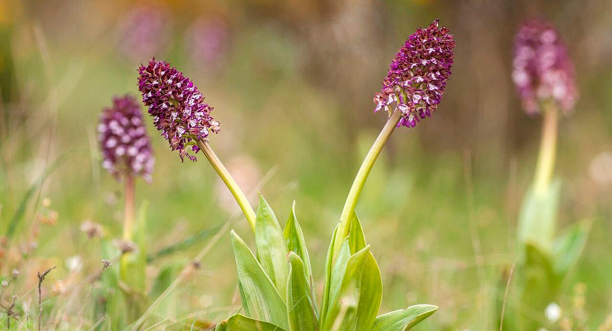 Una de las numerosas especies de orquídeas silvestres que se dan en la montaña oriental leonesa. | JAVIER VALLADARES