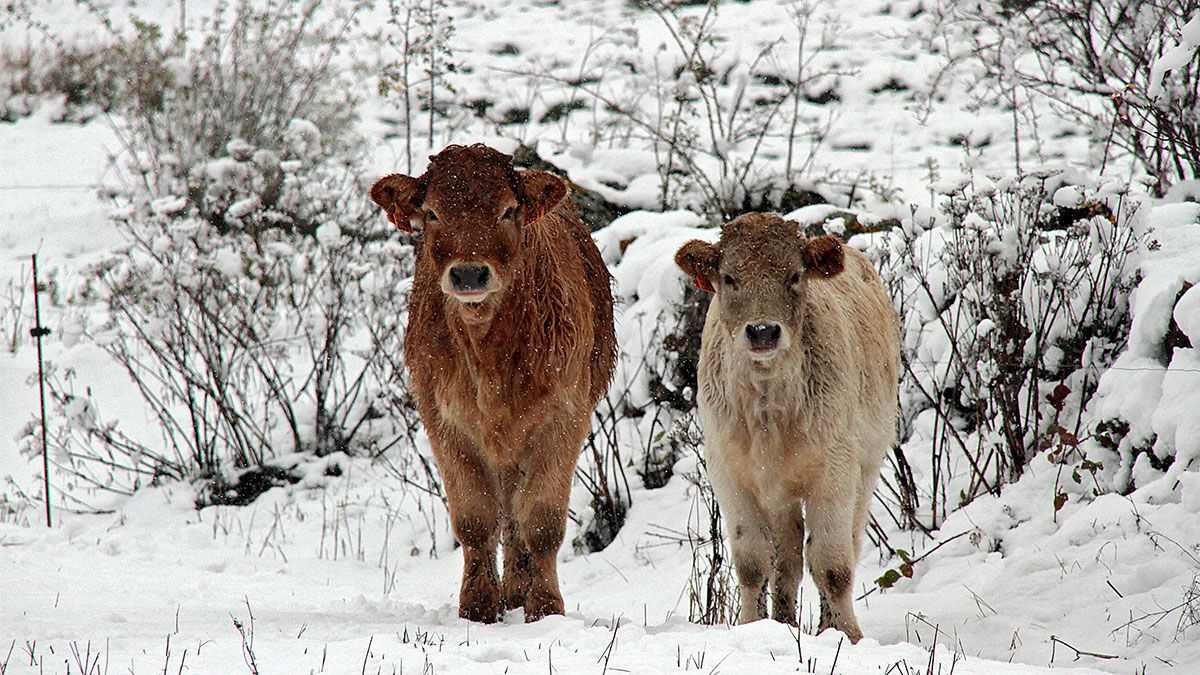 La nieve ya se ha podido ver este jueves en la montaña leonesa. | PEIO GARCÍA (ICAL)