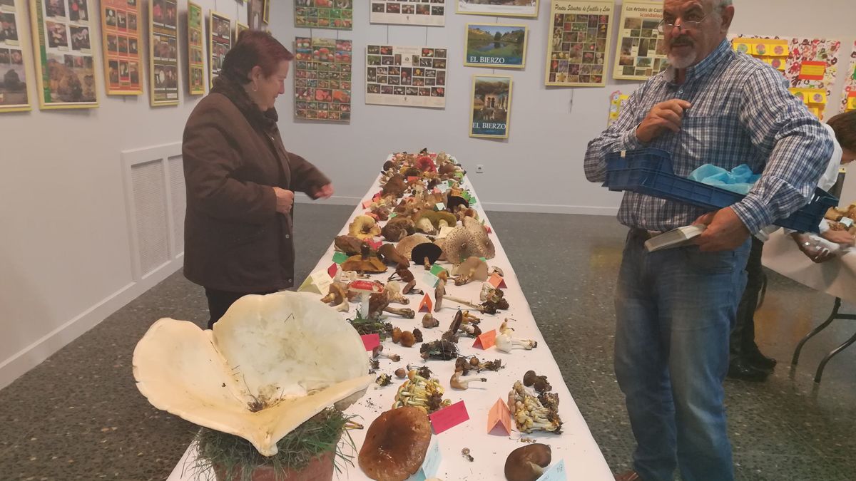 Anteriores Jornadas Micológicas de Cantharellus.