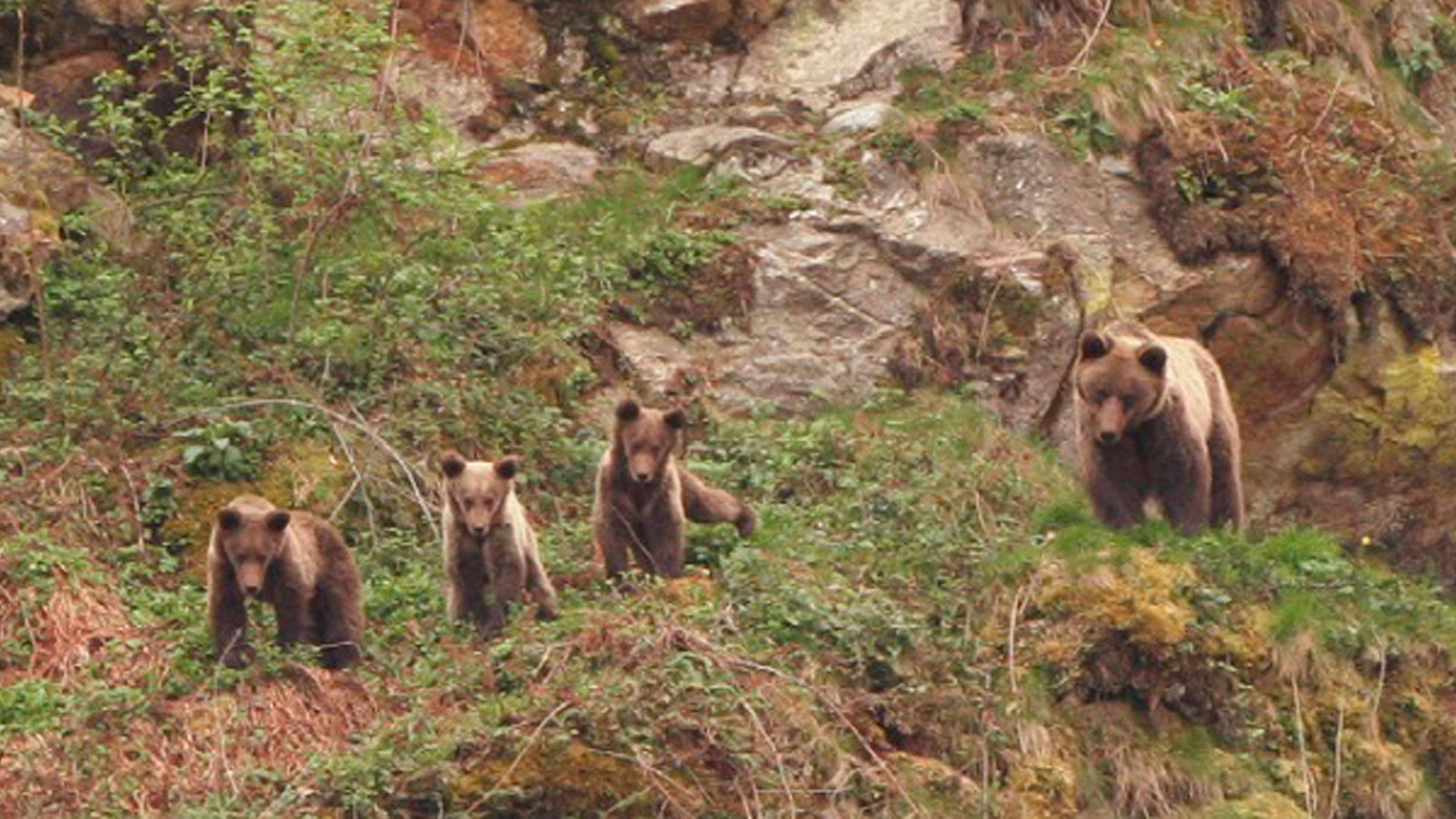 Una osezna con tres crías, una excelente noticia para el mantenimiento de la población del oso en la Cordillera Cantábrica Oriental. | FUNDACIÓN OSO PARDO
