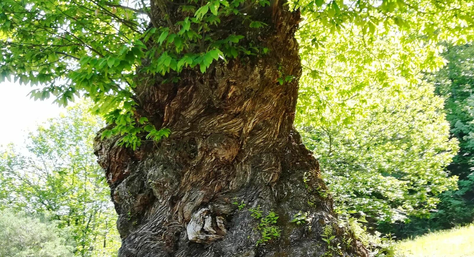 Uno de los llamativos castaños centenarios de Las Médulas. | D.M.