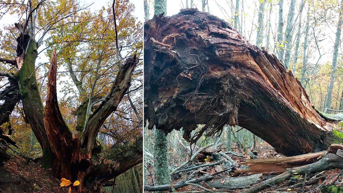 Daños en el simbólico castaño casi milenario de Villar de Acero, 'El Campano'. | L.N.C.