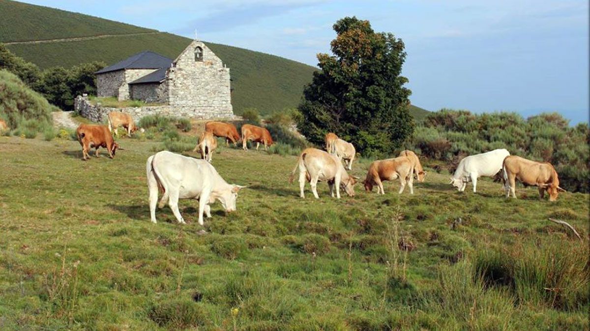 Vacas en Campo del Agua, en una imagen de Óscar Poncelas presentadas al concurso de fotografía de la Reserva.