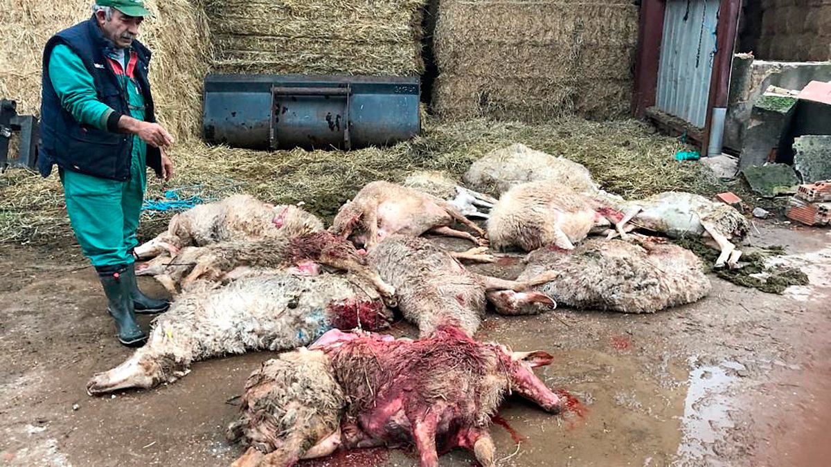 Una docena de ovejas muertas por el ataque de lobos en una explotación a 14 kilómetros de la capital zamorana, en el paraje conocido como 'El Chozo'. | ICAL