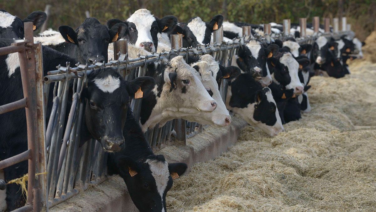 Imagen de archivo de una explotación de ganada vacuno de leche. | MAURICIO PEÑA