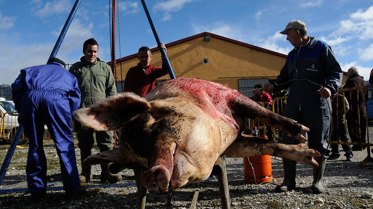 matanza05-12-2019.jpg matanza05-12-2019.jpg