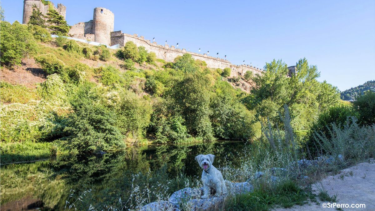 Imagen de turismo con perros por la ciudad de Ponferrada. | SR.PERROCOM