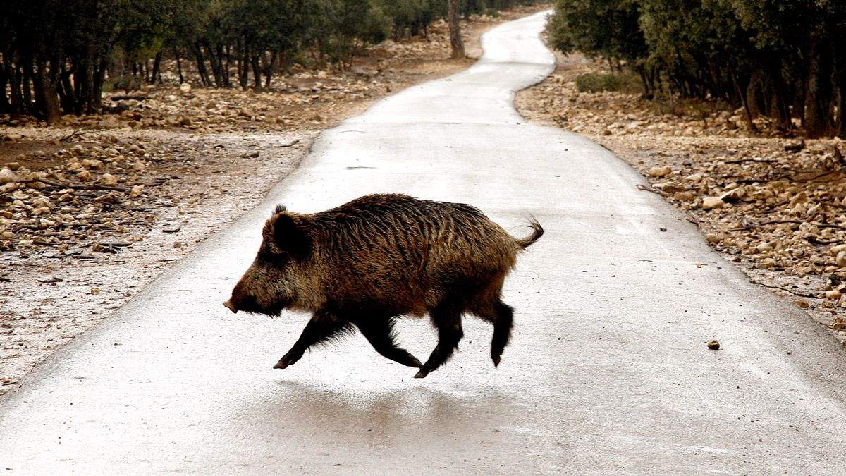 Una imagen de archivo de un jabalí cruzando la calzada. | ICAL Una imagen de archivo de un jabalí cruzando la calzada. | ICAL