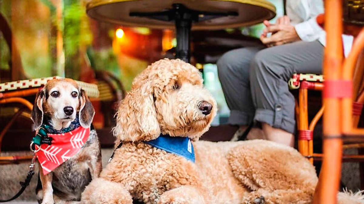 Una de las imágenes de la página Dog Friendly en la que aparecen los establecimientos asociados a esta iniciativa.