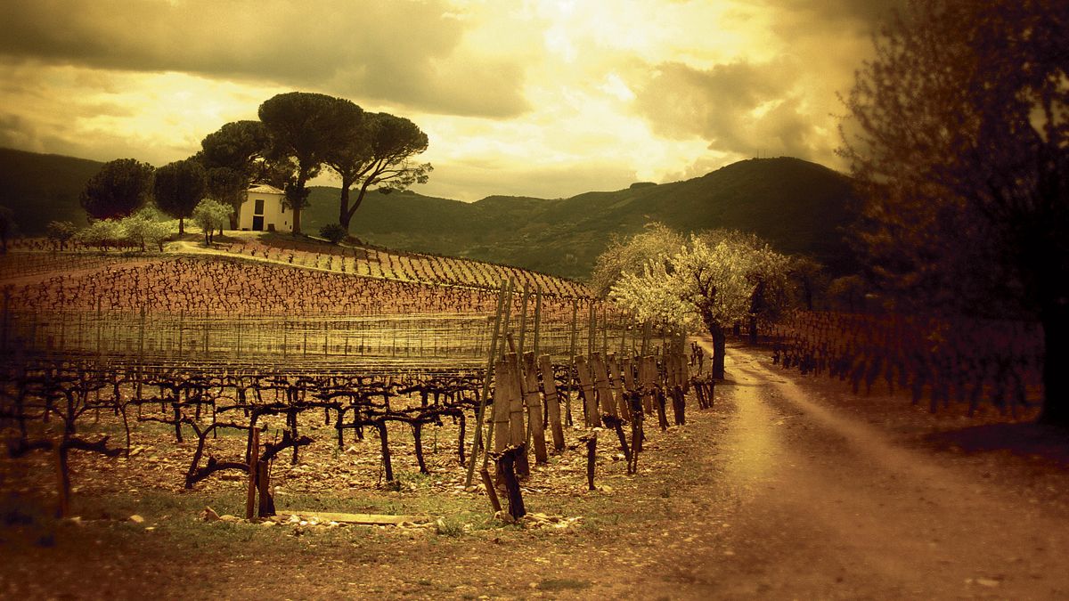Imagen bucólica entre viñedos del Camino realizada por Ramón Cela.