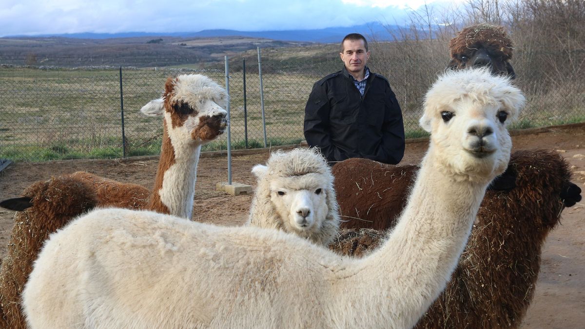 Óscar Alonso en su granja de Alpacas en Revilla de Pomar (Palencia). | ICAL