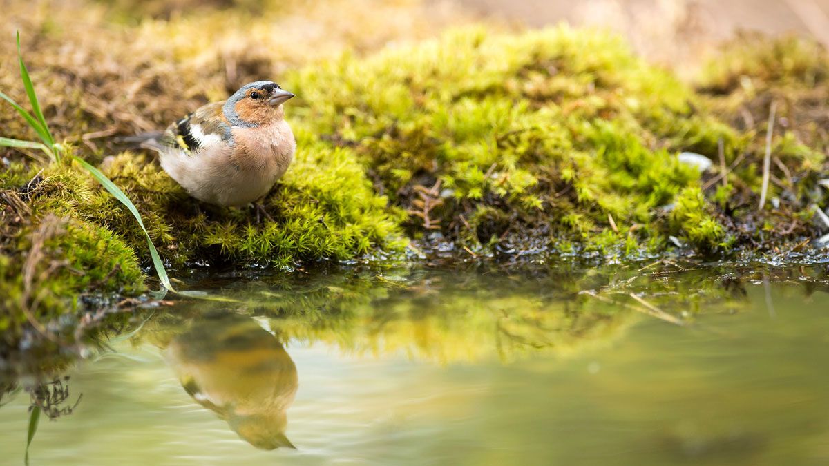 El pequeño pinzón, una de las numerosas aves que acuden hasta los bebederos, y más en estas épocas estivales de terrible calor. | REPORTAJE GRÁFICO: JAVIER VALLADARES