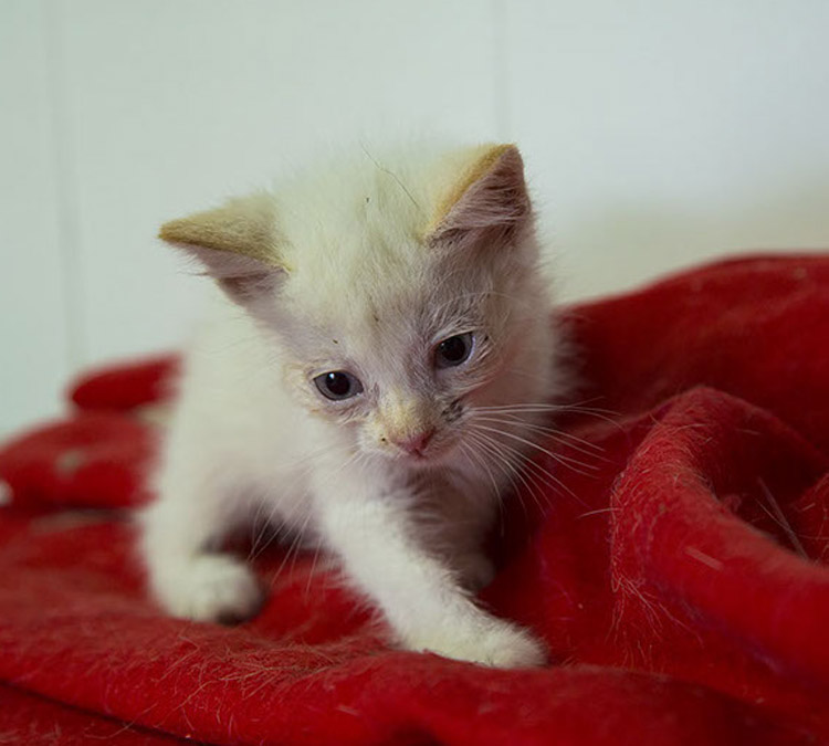 Bolita, uno de los gatos en adopción de la protectora de León. | APAP LEÓN