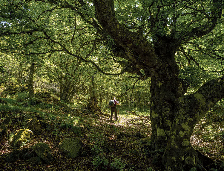 El bosque de Valdelasfuentes. | VICENTE GARCÏA
