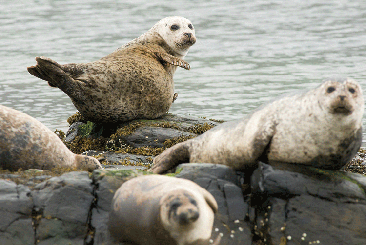 Focas grises en la isla de Skye. | JAVIER VALLADARES