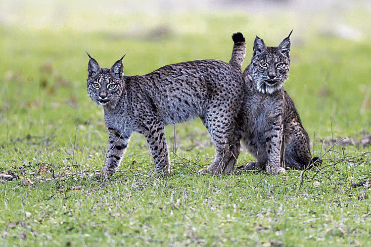 El lince ibérico es una especie exclusiva de la dehesa.