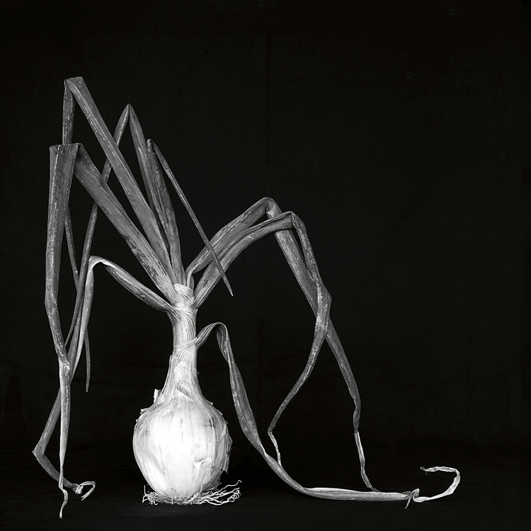 ‘Naturaleza muerta’, la fotografía ganadora. | JULIA GONZÁLEZ LIÉBANA