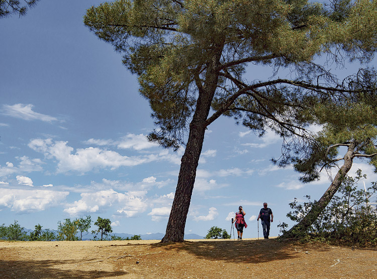 Cima del Pajariel entre pinos. | VICENTE GARCÍA