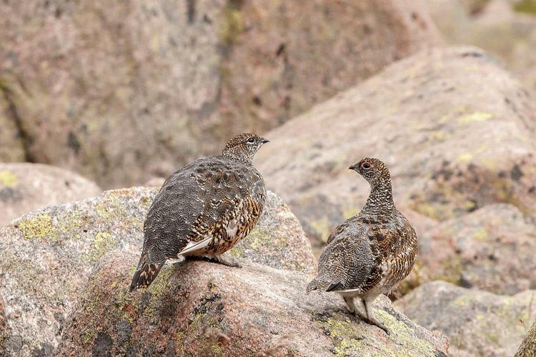 En esas tierras altas escocesas pude fotografiar a estos lagópodos de alta montaña en plumaje estival. | JAVIER VALLADARES