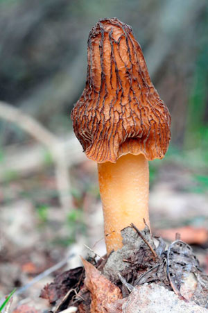 Morchella cónica.