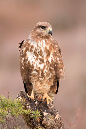 El ratonero común o buteo. | JAVIER VALLADARES