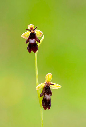 En España hay más de 110 especies y 25 géneros de orquídeas. | JAVIER VALLADARES